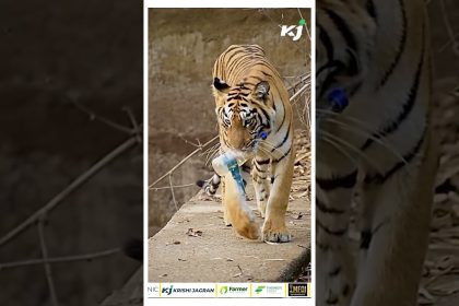 Tadoba National Park, Tiger Collects Bottle