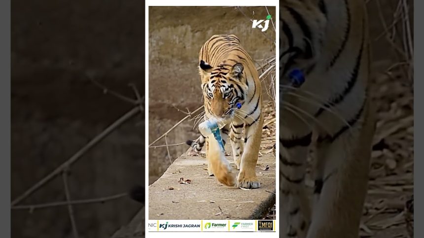 Tadoba National Park, Tiger Collects Bottle