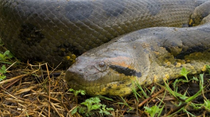 New anaconda species discovery