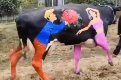 Valentine's Day painted cow video