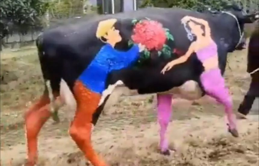Valentine's Day painted cow video
