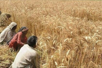 Wheat Import Scandal