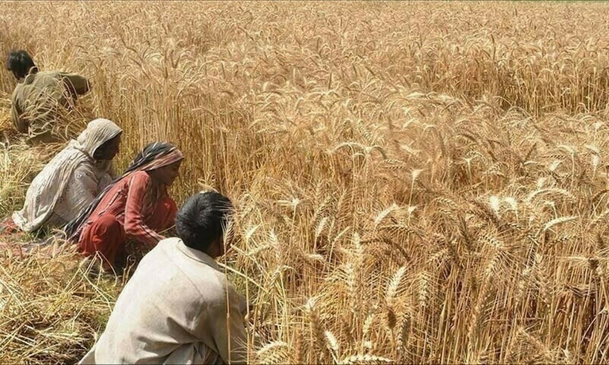 Wheat Import Scandal