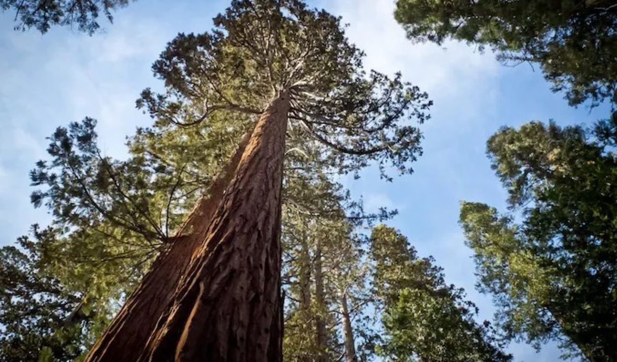 UK Giant Sequoias