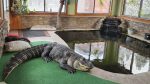 New York giant alligator seizure