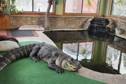 New York giant alligator seizure