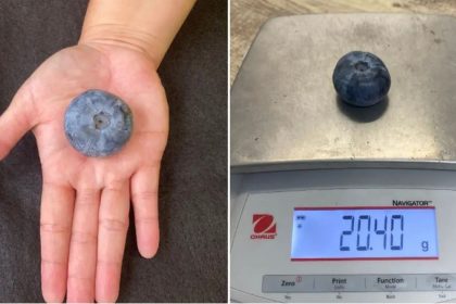 World's Largest Blueberry