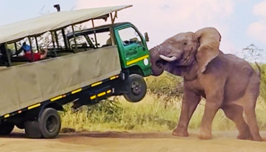 Elephant lifts safari truck