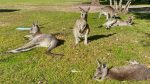 Kangaroos golf course Australia