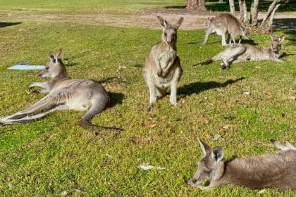 Kangaroos golf course Australia