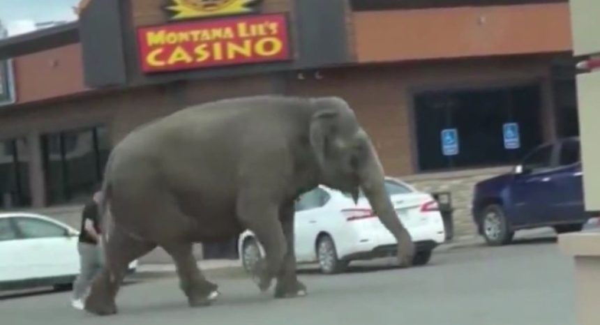 Elephant Escape Montana