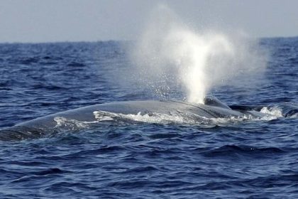 Whale in Gwadar