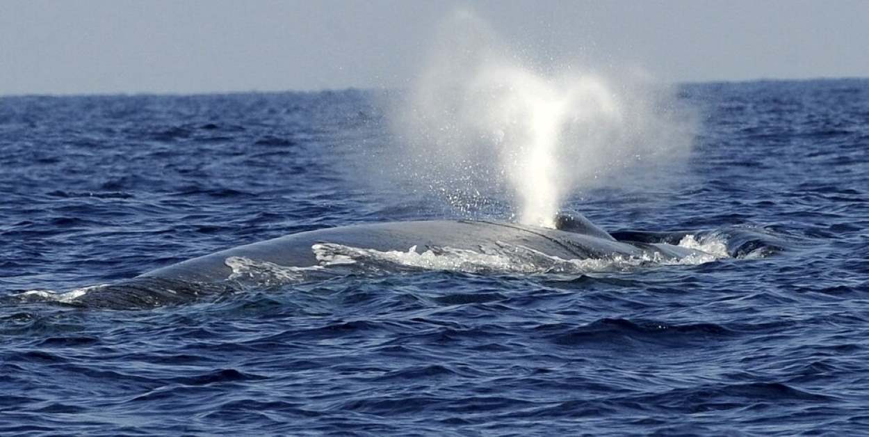 Whale in Gwadar