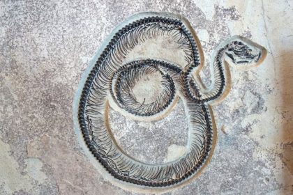 Vasuki Indicus fossil discovery