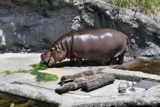 Osaka Zoo hippo misidentification
