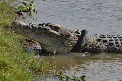 Marsh Crocodile Captured Balochistan