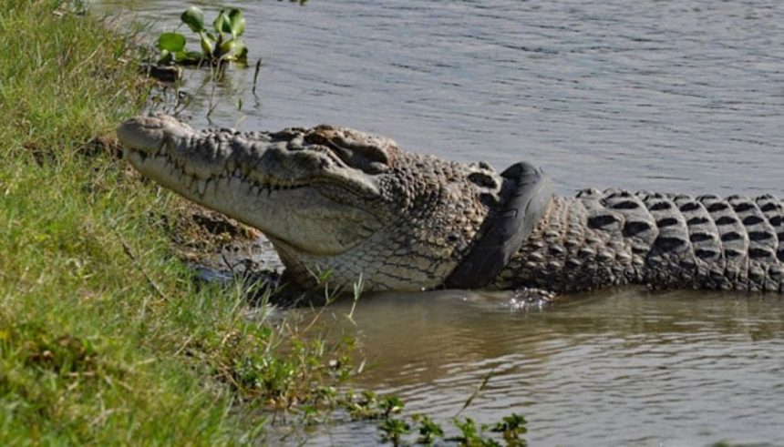 Marsh Crocodile Captured Balochistan
