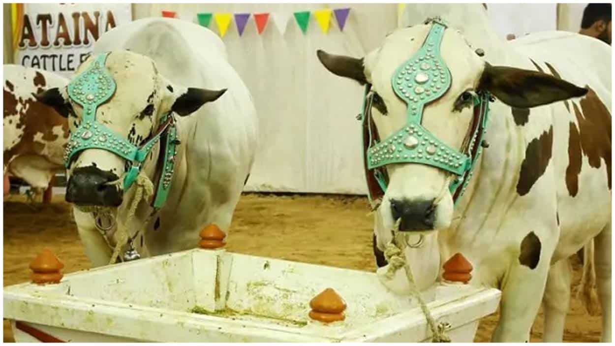 Karachi Northern Bypass Cattle Market