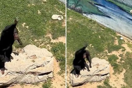 Chimpanzee returns sandal