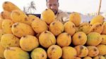 Mango Yield Reduction Due to Climate Change