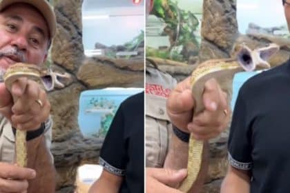 two-headed snake video