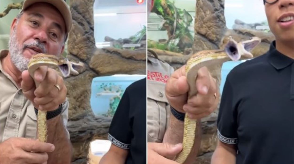 two-headed snake video