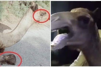 Camel Mutilation in Sindh