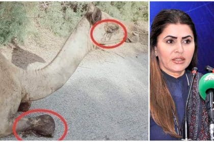 Camel Mutilation in Sindh, Shazia Marri