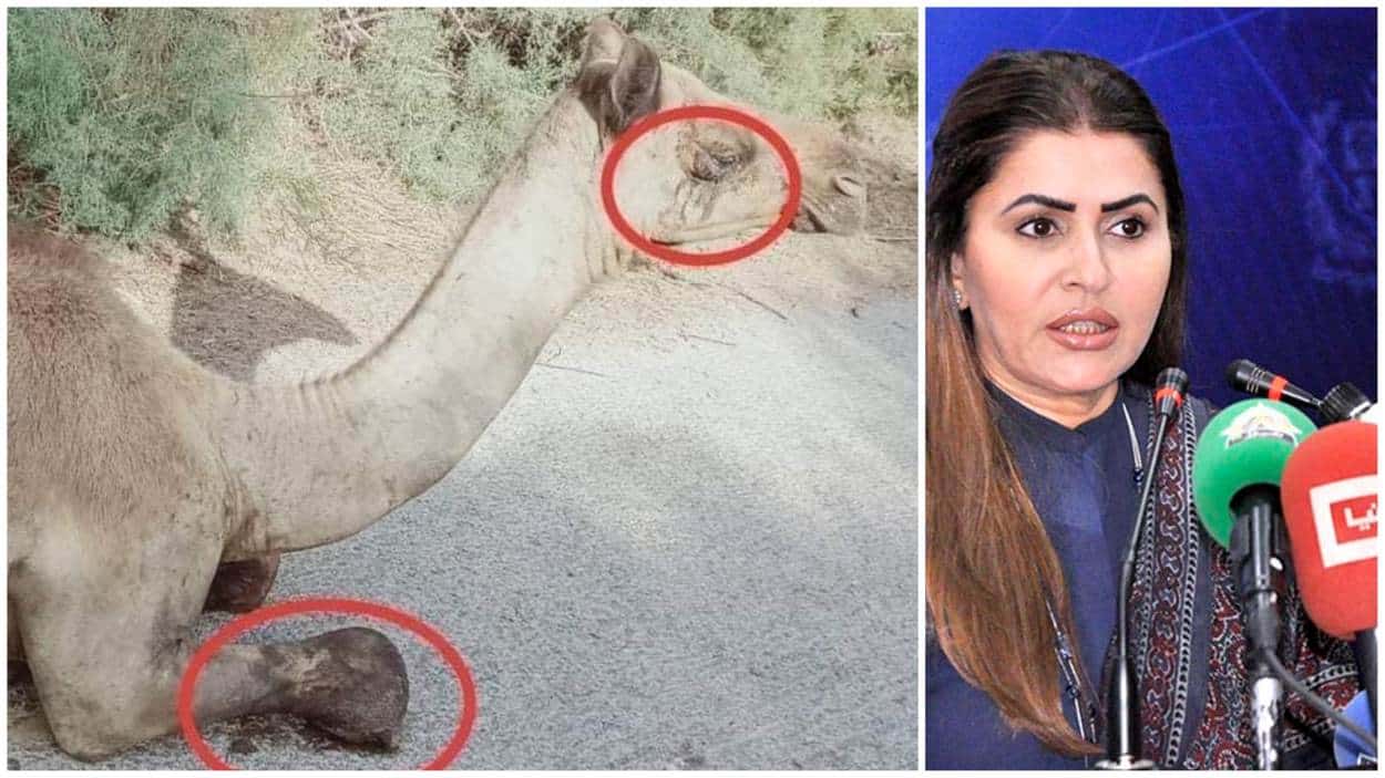 Camel Mutilation in Sindh, Shazia Marri