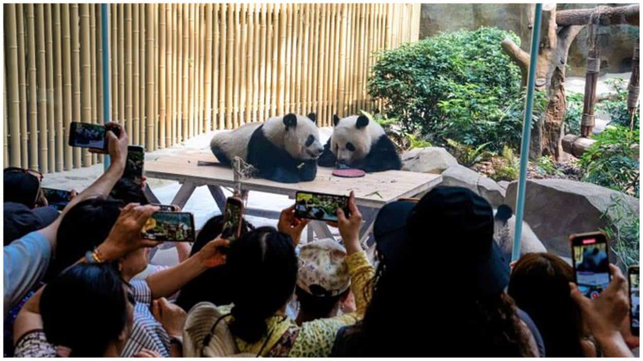 Chengdu Panda Base Ban