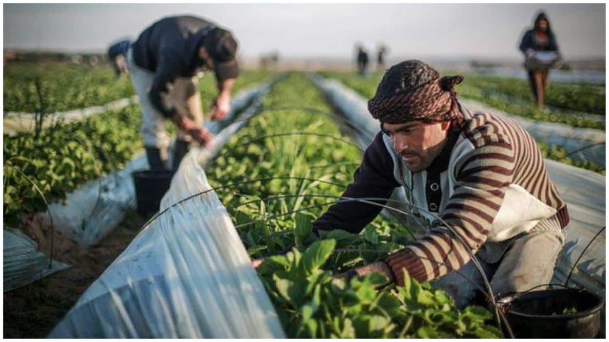 Gaza Agricultural Land