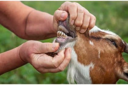Karachi Goat fake teeth Scandal