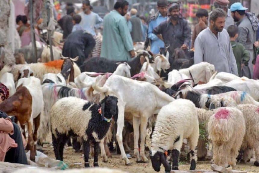 Eid ul Adha 2025 Pakistan cattle markets