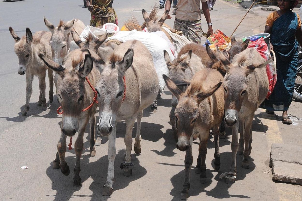 Pakistan Donkey Population Growth