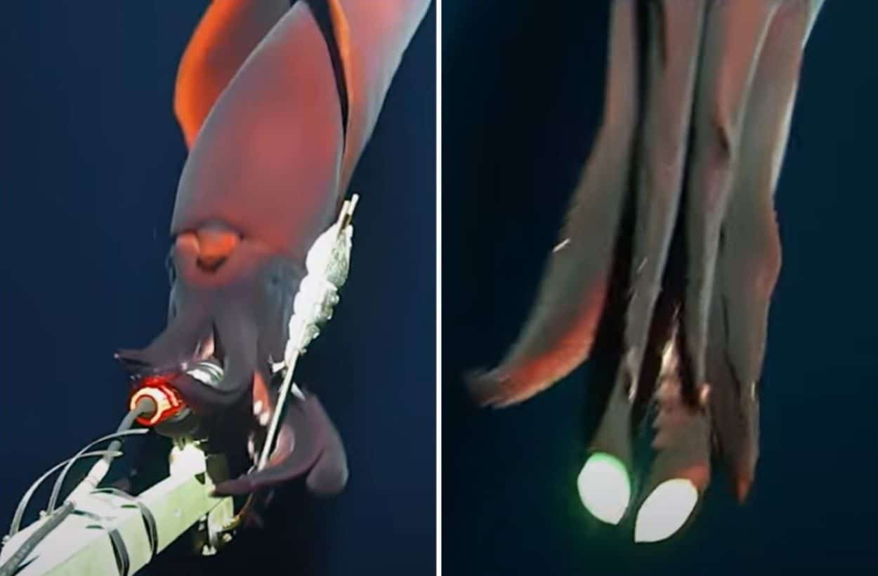 octopus squid bioluminescent display