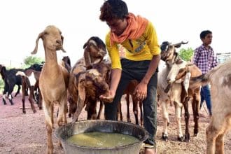 Eid-ul-Adha Pakistan 2025 celebrations