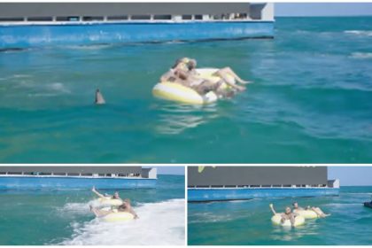 Jake Paul and Sean O'Malley's Shark Scare.