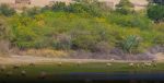 Sindh Forest Land Encroachment