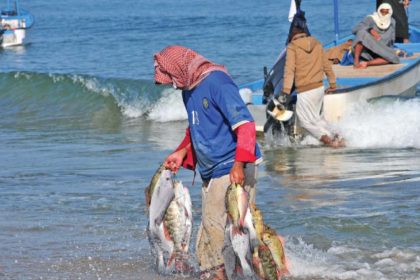 Oman Kingfish Ban