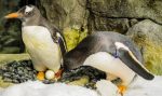 Penguin Sphen Sydney’s Sea Life Aquarium