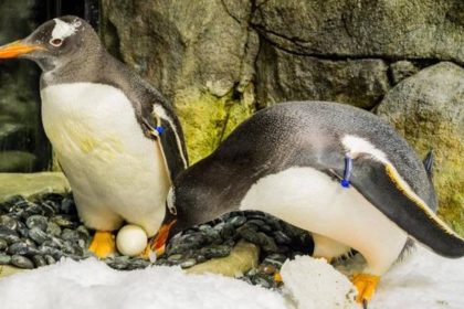 Penguin Sphen Sydney’s Sea Life Aquarium