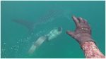 Rare Whale Shark Karachi's Charna Island