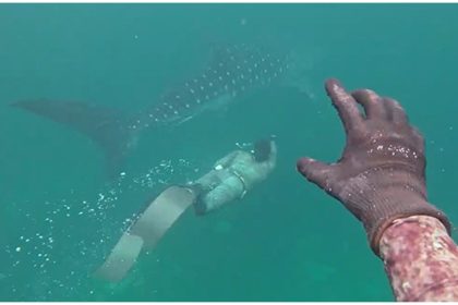 Rare Whale Shark Karachi's Charna Island