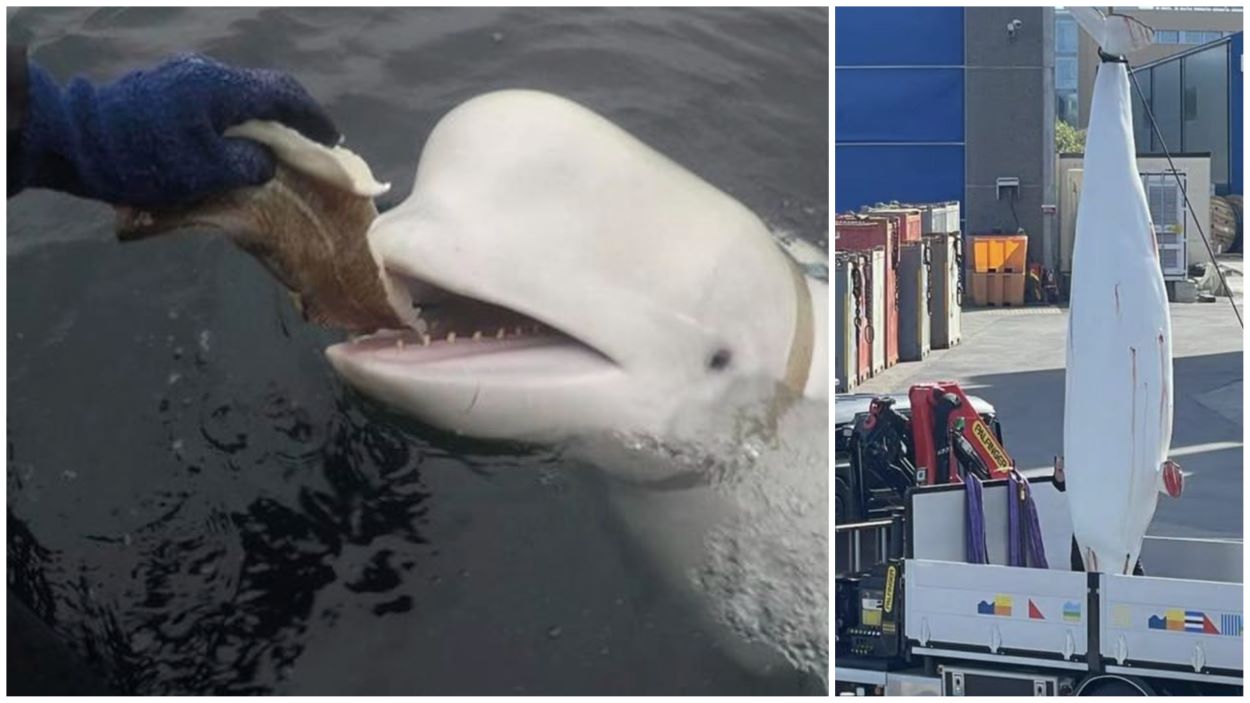 Hvaldimir, Beluga Whale