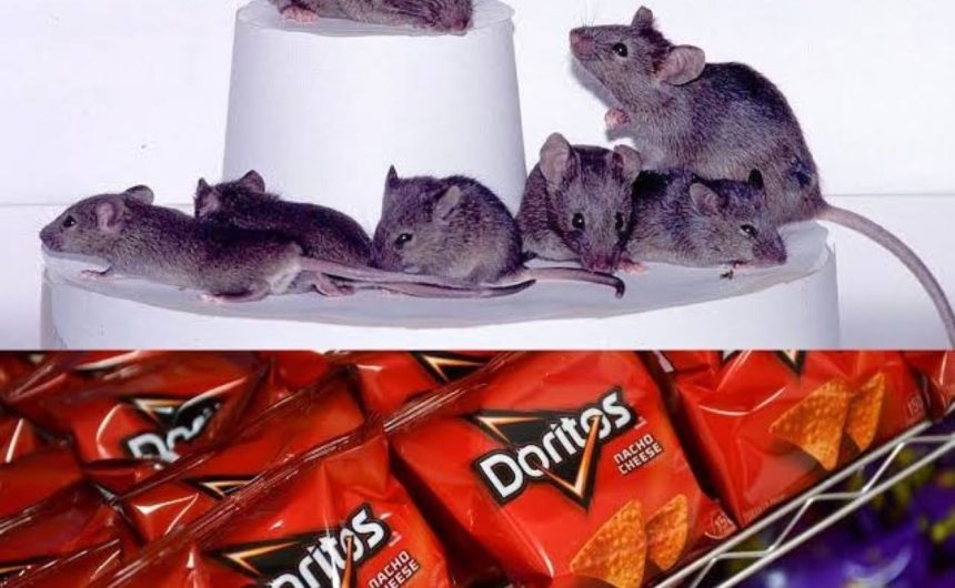 Transparent Mice Study