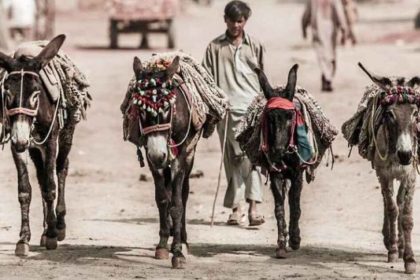 Donkey Prices Pakistan