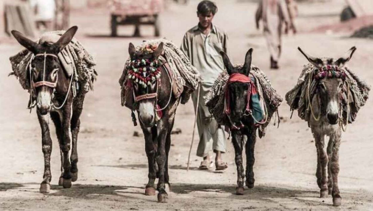 Donkey Prices Pakistan