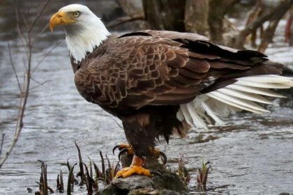 Rare Eagle Recovery