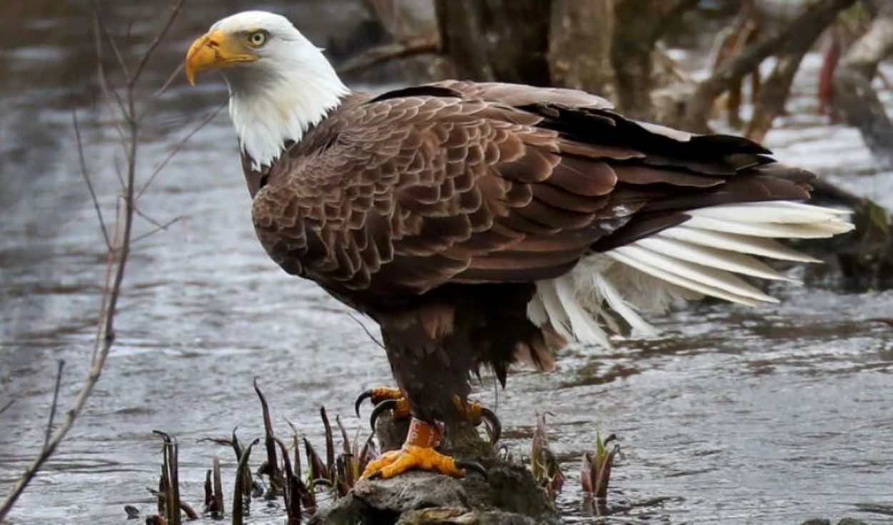 Rare Eagle Recovery