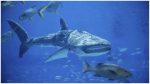 China's Xiaomeisha Sea World